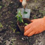Sustainable Gardening: How to Grow Greener Every Day