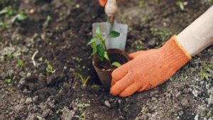 Sustainable Gardening: How to Grow Greener Every Day